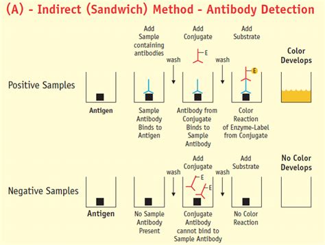 elisa test veterinary medicine|Common Veterinary Diagnostic Tests .